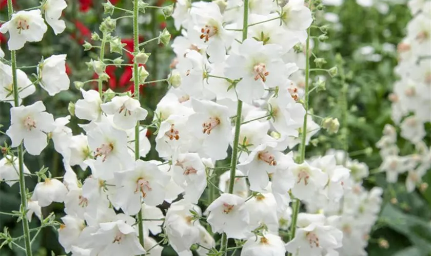 Verbascum phoeniceum, weiß