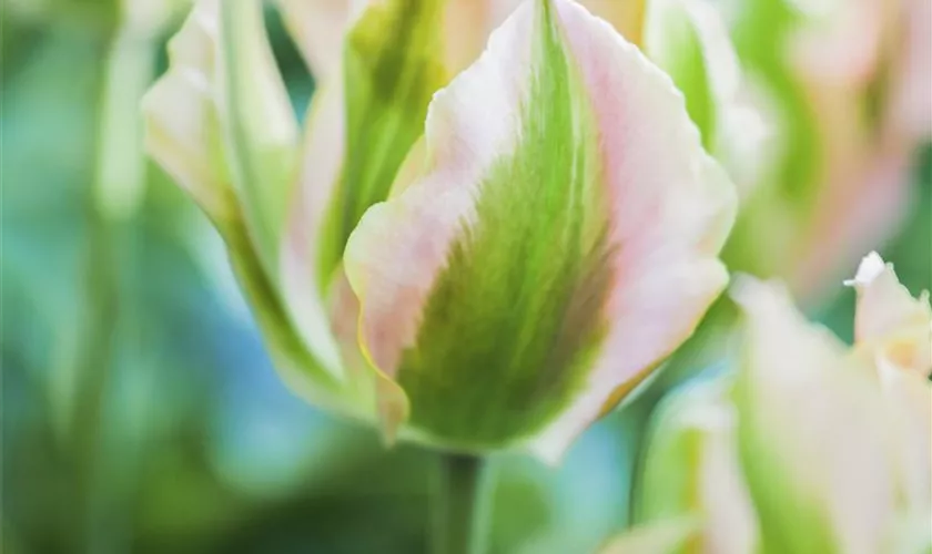 Tulipa viridiflora 'Golden Artist'