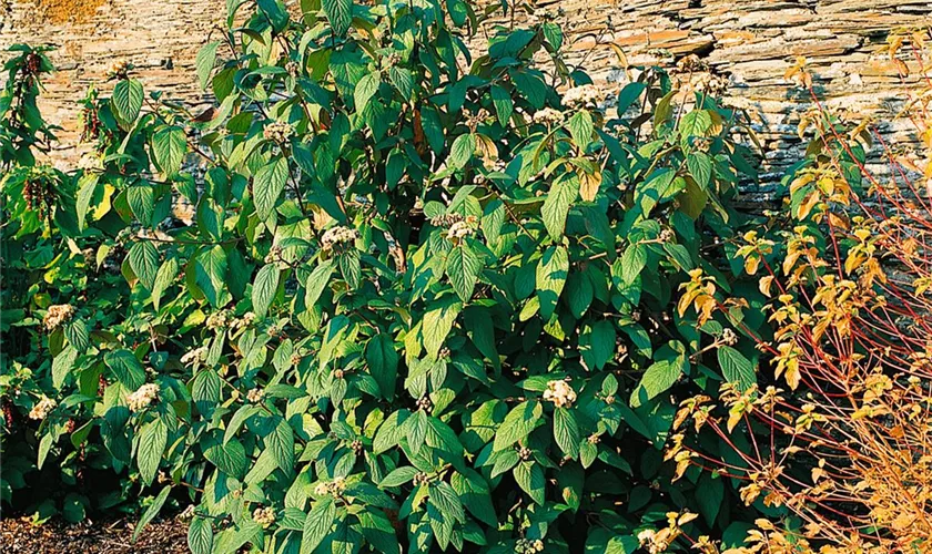 Viburnum rhytidophylloides 'Willowwood'