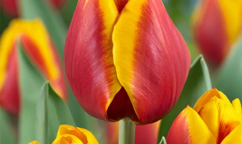 Tulpe 'Kees Nelis'