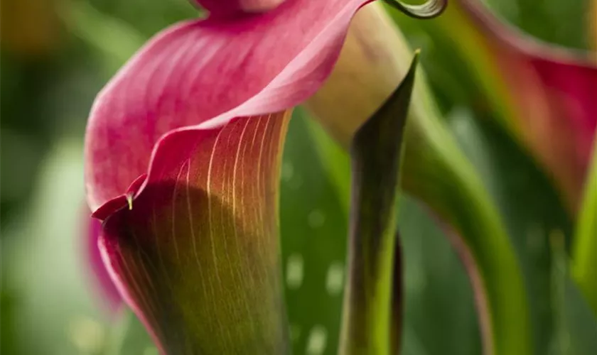 Zantedeschia 'Royal Plum'