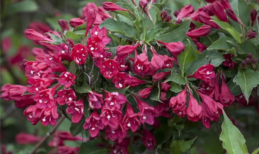 Weigela 'Lucifer'®