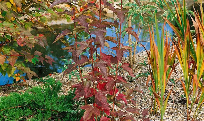 Viburnum sargentii 'Onondaga'