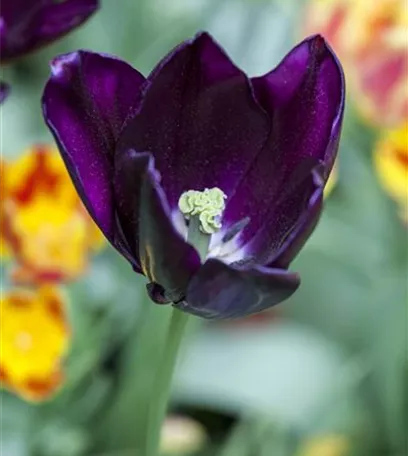 Tulpen pflanzen: Farbe für den Frühling