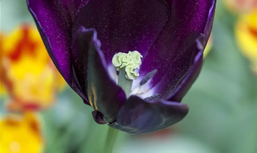 Tulpe 'Königin der Nacht'