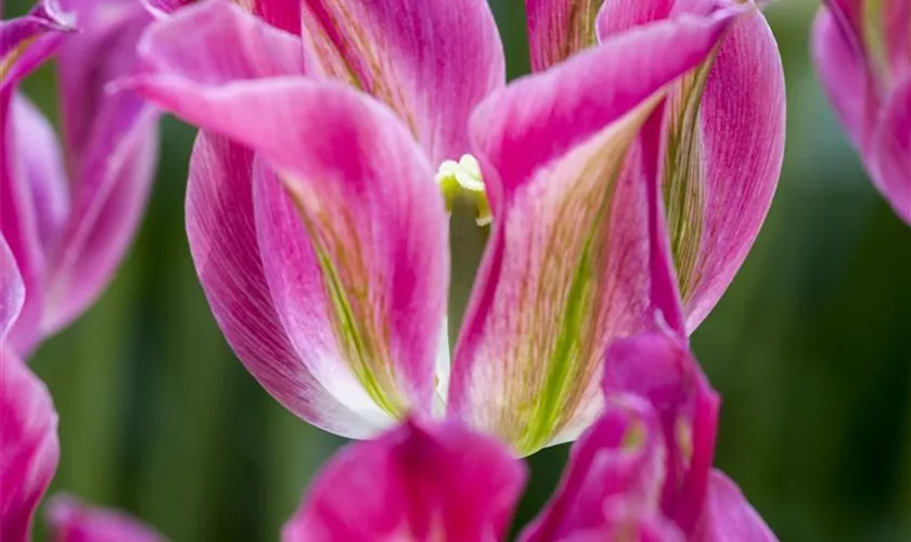 Tulipa viridiflora 'Nightrider'