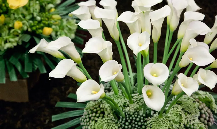 Zantedeschia 'Sapporo'