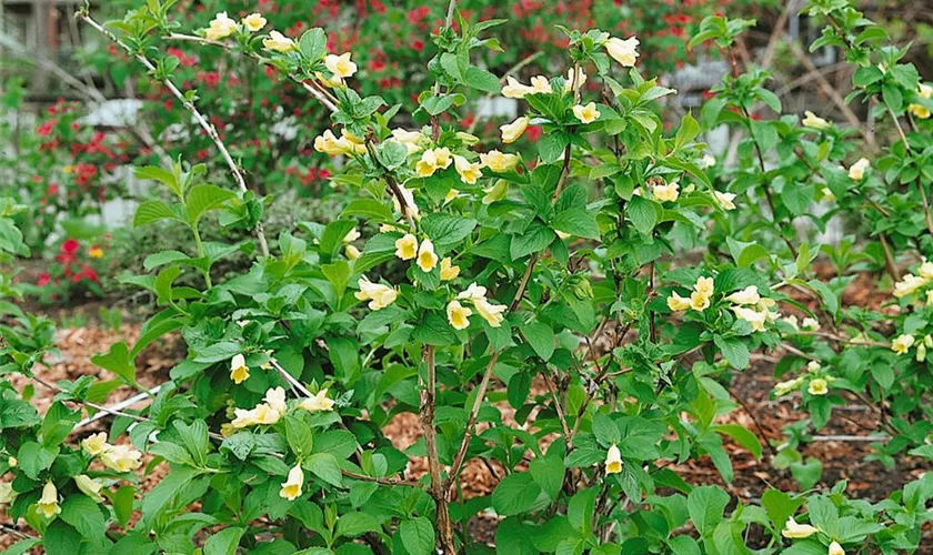 Weigela middendorffiana