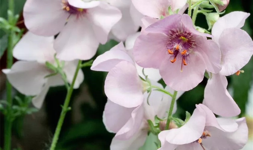 Verbascum x cultorum 'Jackie in Pink'