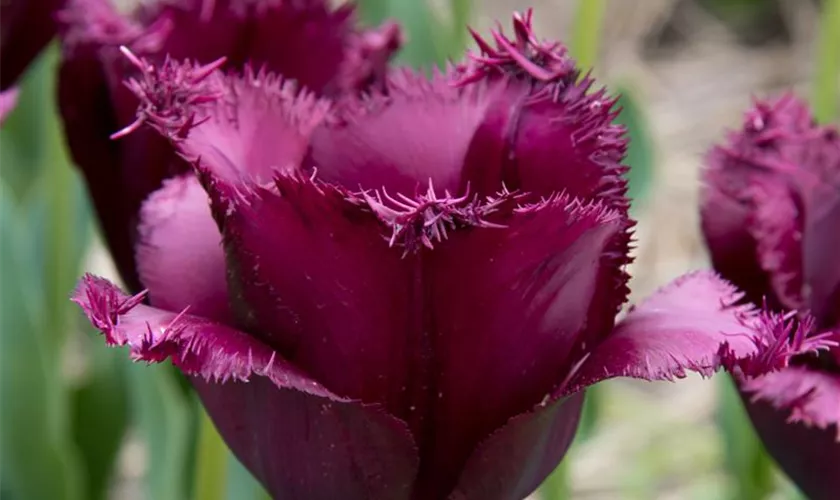 Gefranste Tulpe 'Labrador'