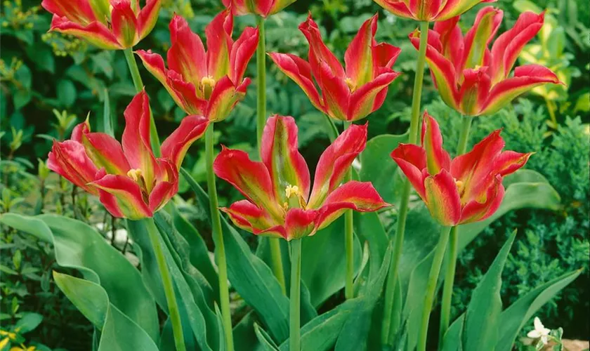 Tulipa viridiflora 'Virichic'