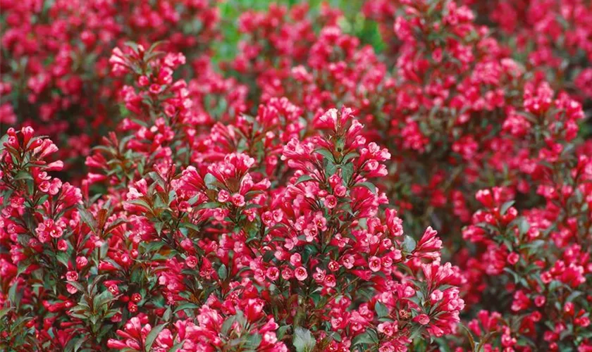 Weigela 'Naomi Campbell'®