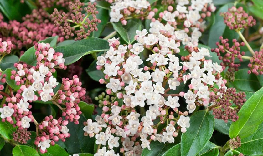 Viburnum tinus 'Eve Price'