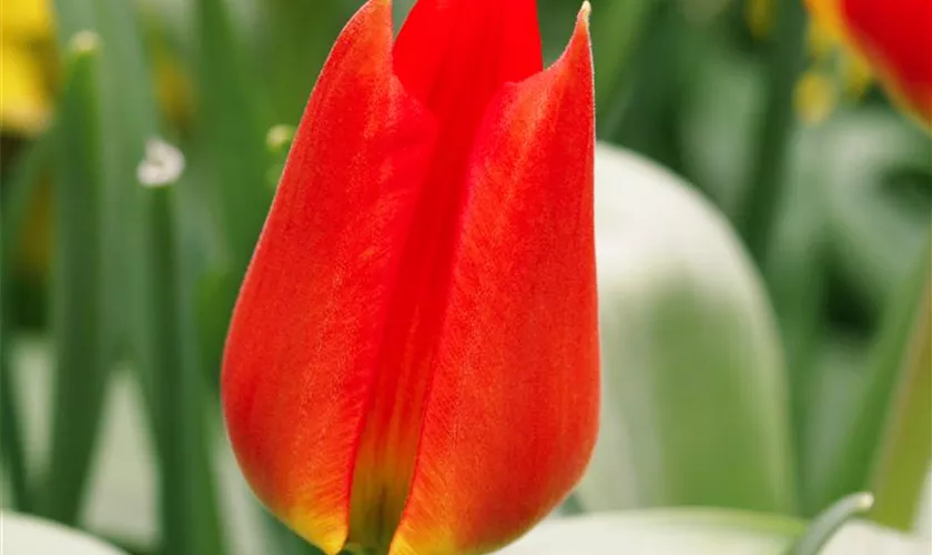 Wildtulpe 'Tangerine Beauty'