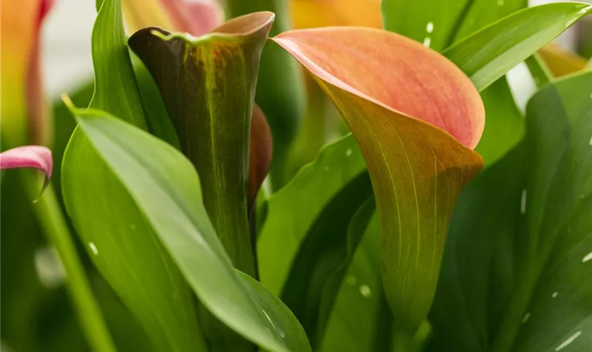 Zantedeschia 'Sunset Passion'