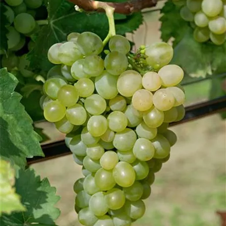 Vitis vinifera 'Excelsior'