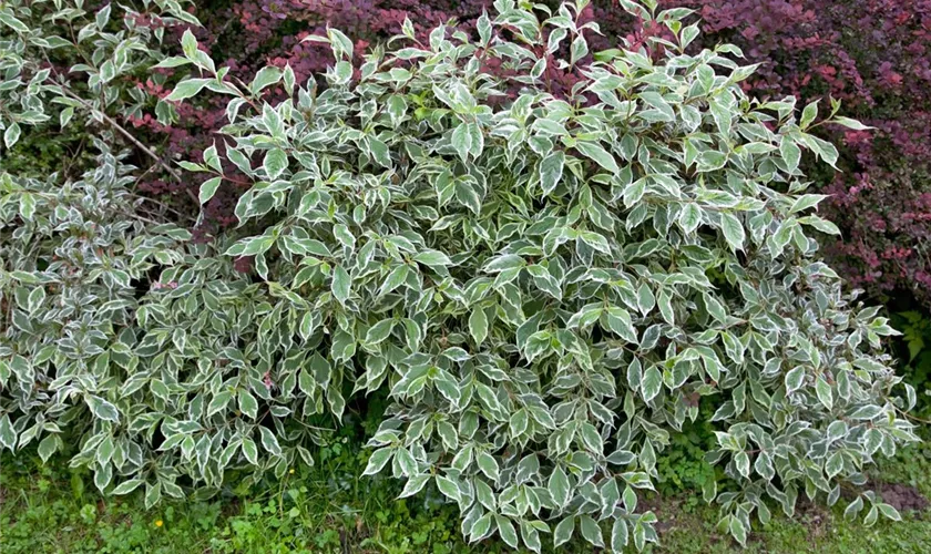 Weigela praecox