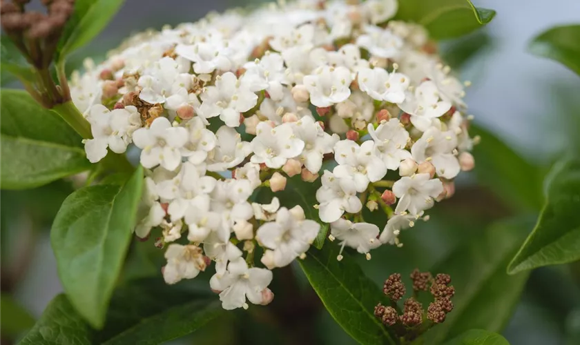 Viburnum tinus 'Ladybird'