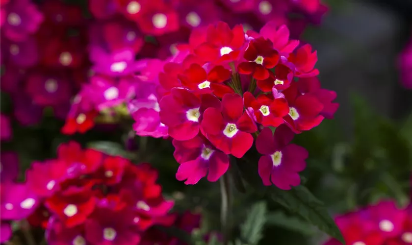 Verbena 'Blues'®