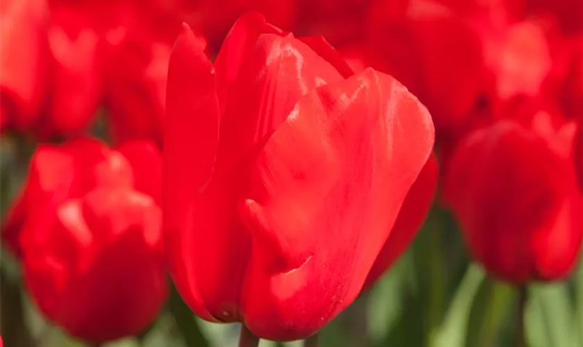 Tulpe 'Lalibela'