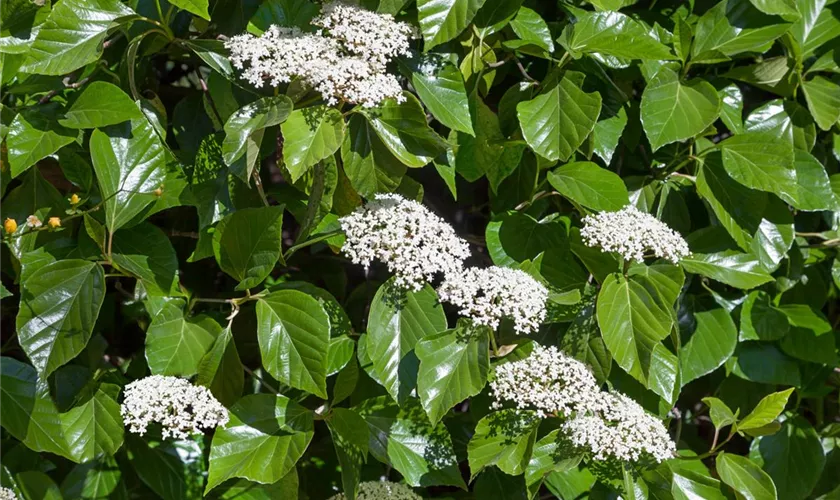 Viburnum tinus 'Macrophyllum'