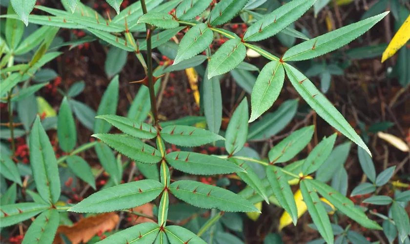 Zanthoxylum piperitum