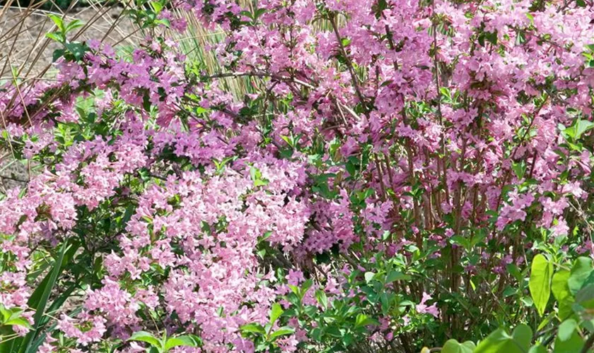 Weigela 'Rosabella'