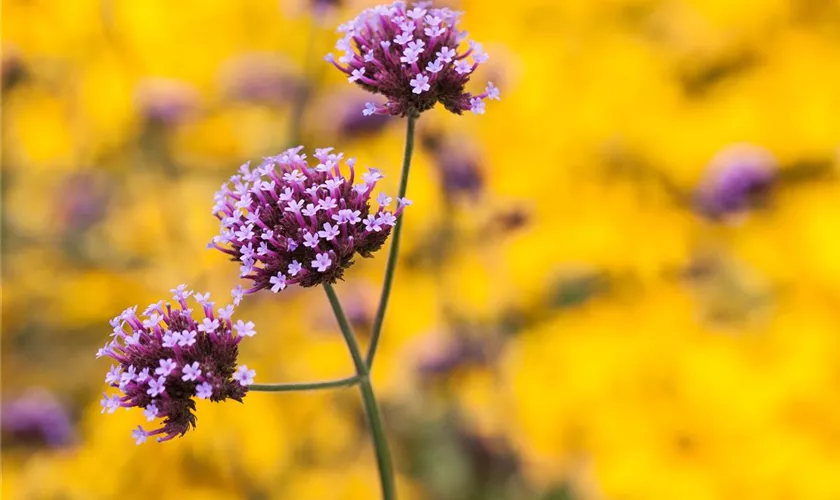 Verbena bonariensis 'Buenos Aires'