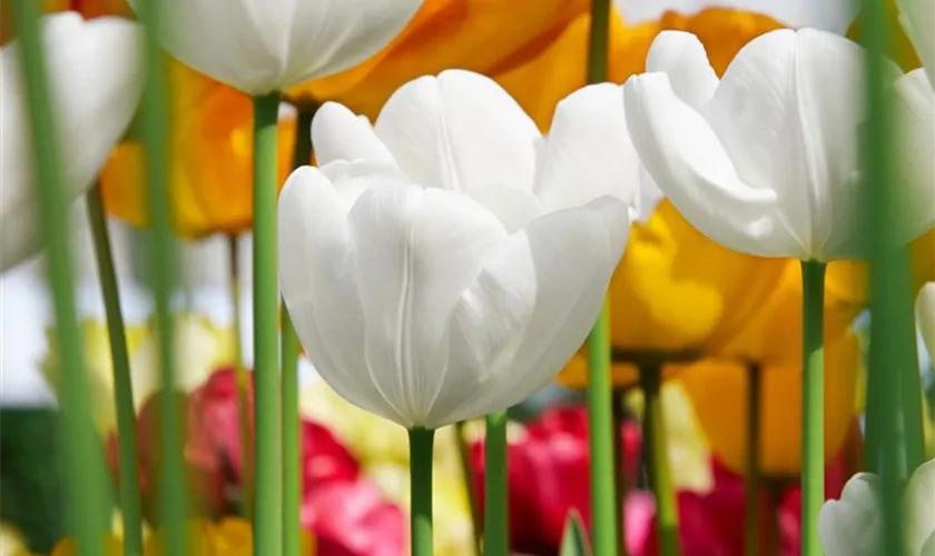 Tulipa 'White Dream'