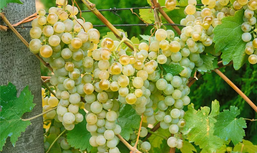 Vitis vinifera 'Garant'