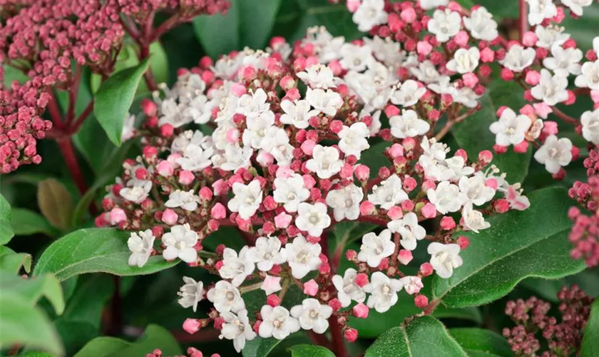 Viburnum tinus 'Spring Bouquet'