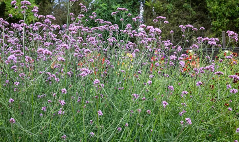 Verbena bonariensis 'Cloud'