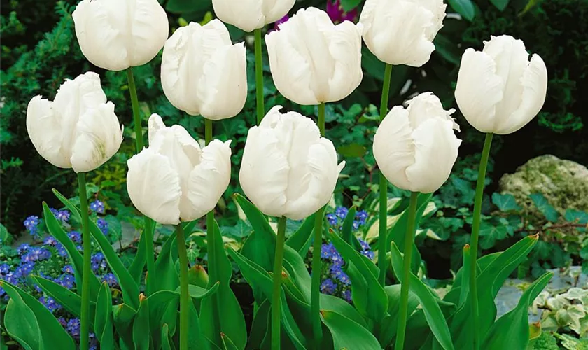 Tulipa 'White Parrot'