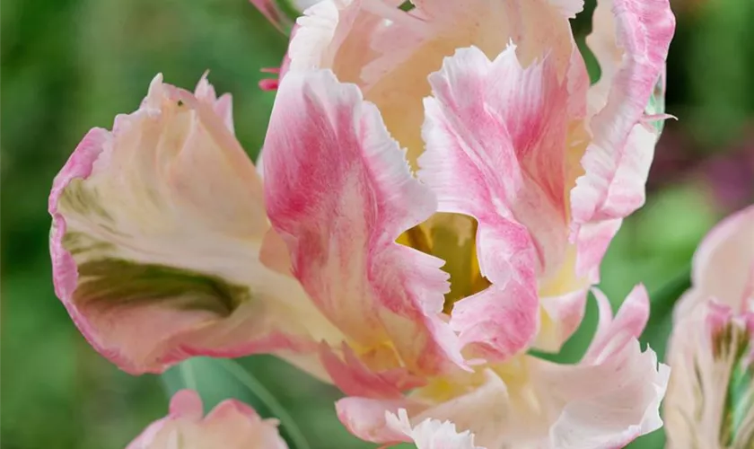 Tulipa 'Libretto Parrot'