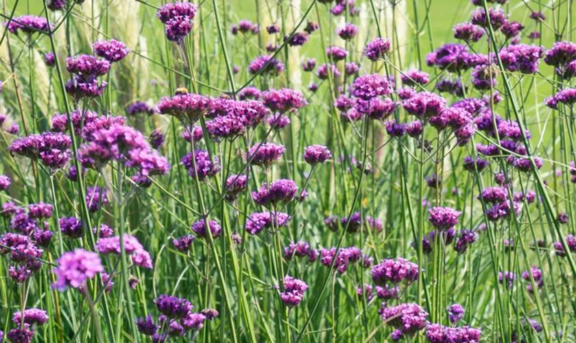 Verbena bonariensis 'Purple Top'