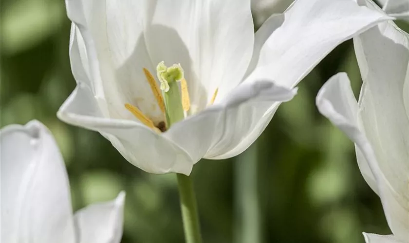 Tulipa 'White Triumphator'