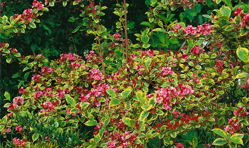 Weigela 'Wessex Gold'