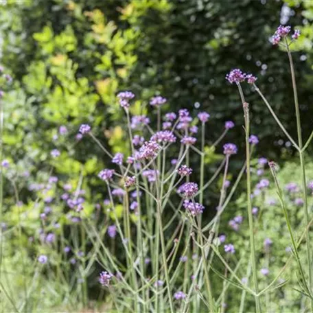 Eisenkraut 'Violetta'