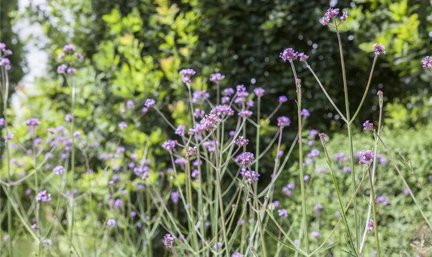 Verbena bonariensis 'Violetta'