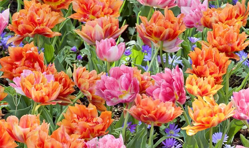 Tulipa 'Willem van Oranje'