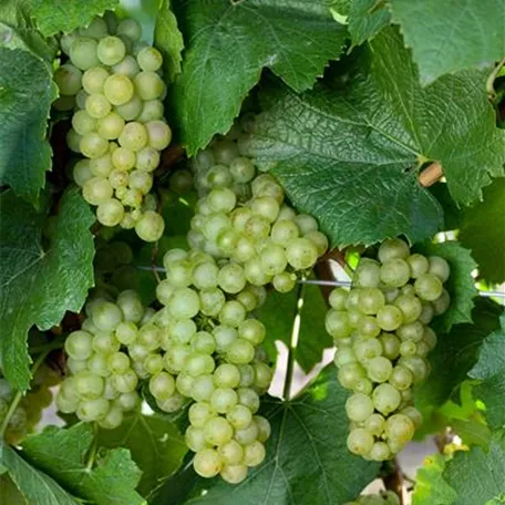 Vitis vinifera 'Himrod'