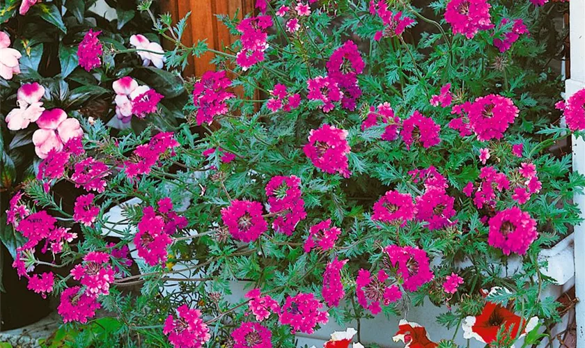 Verbena canadensis