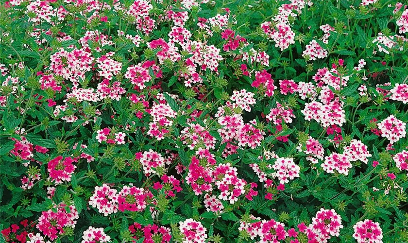 Verbena canadensis 'Ron Deal'