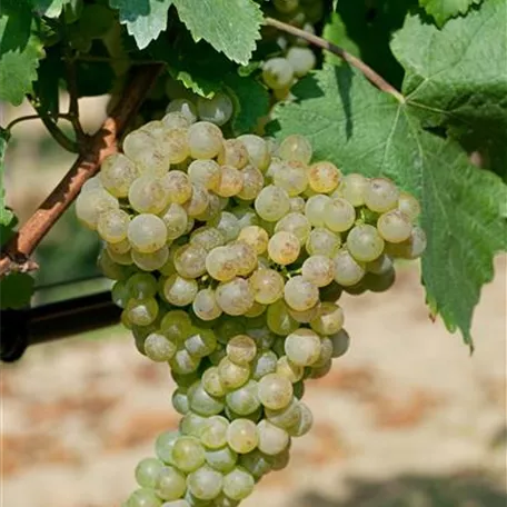 Vitis vinifera 'Huxelrebe'