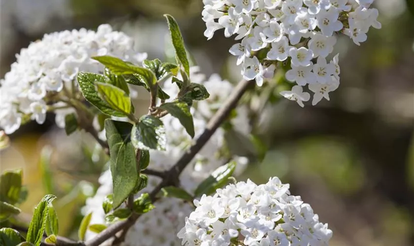 Viburnum x burkwoodii