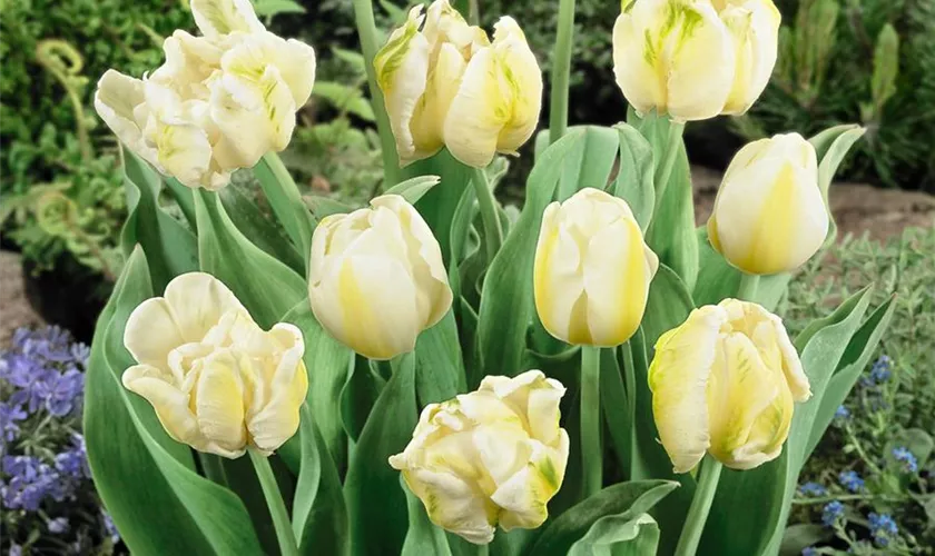 Tulipa 'Madonna'