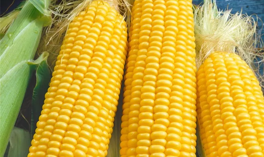 Zea mays 'True Sweet Gold'