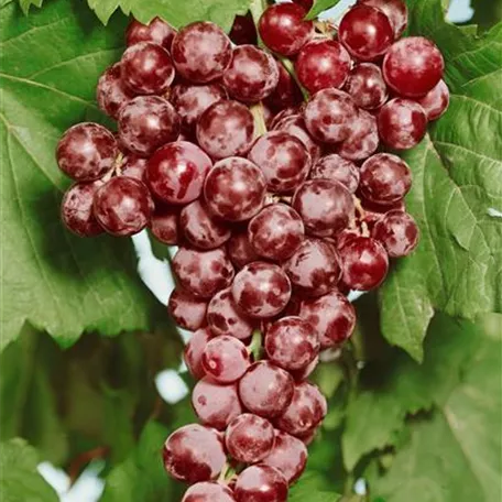 Vitis vinifera 'Kalina'