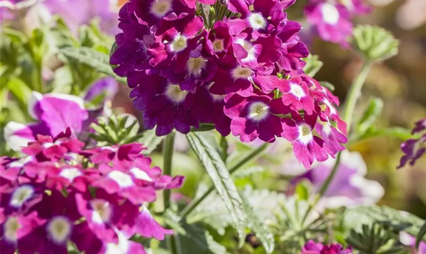 Verbena 'Empress'