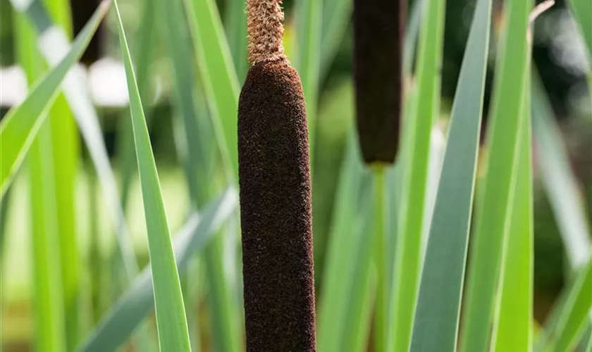 Typha angustifolia